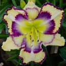 Heavenly Regal Renegade Daylily